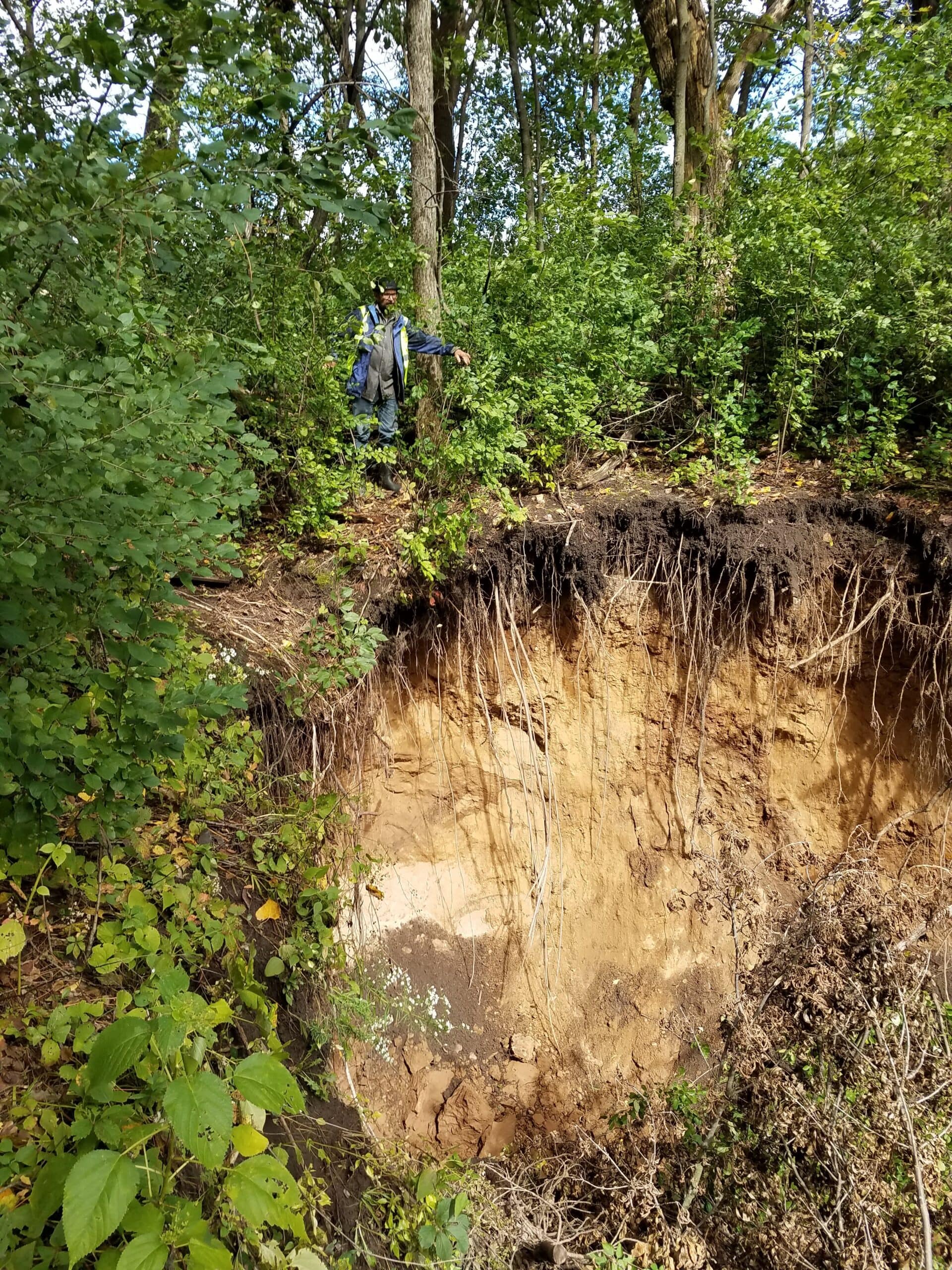 Eroded sediment with exposed roots