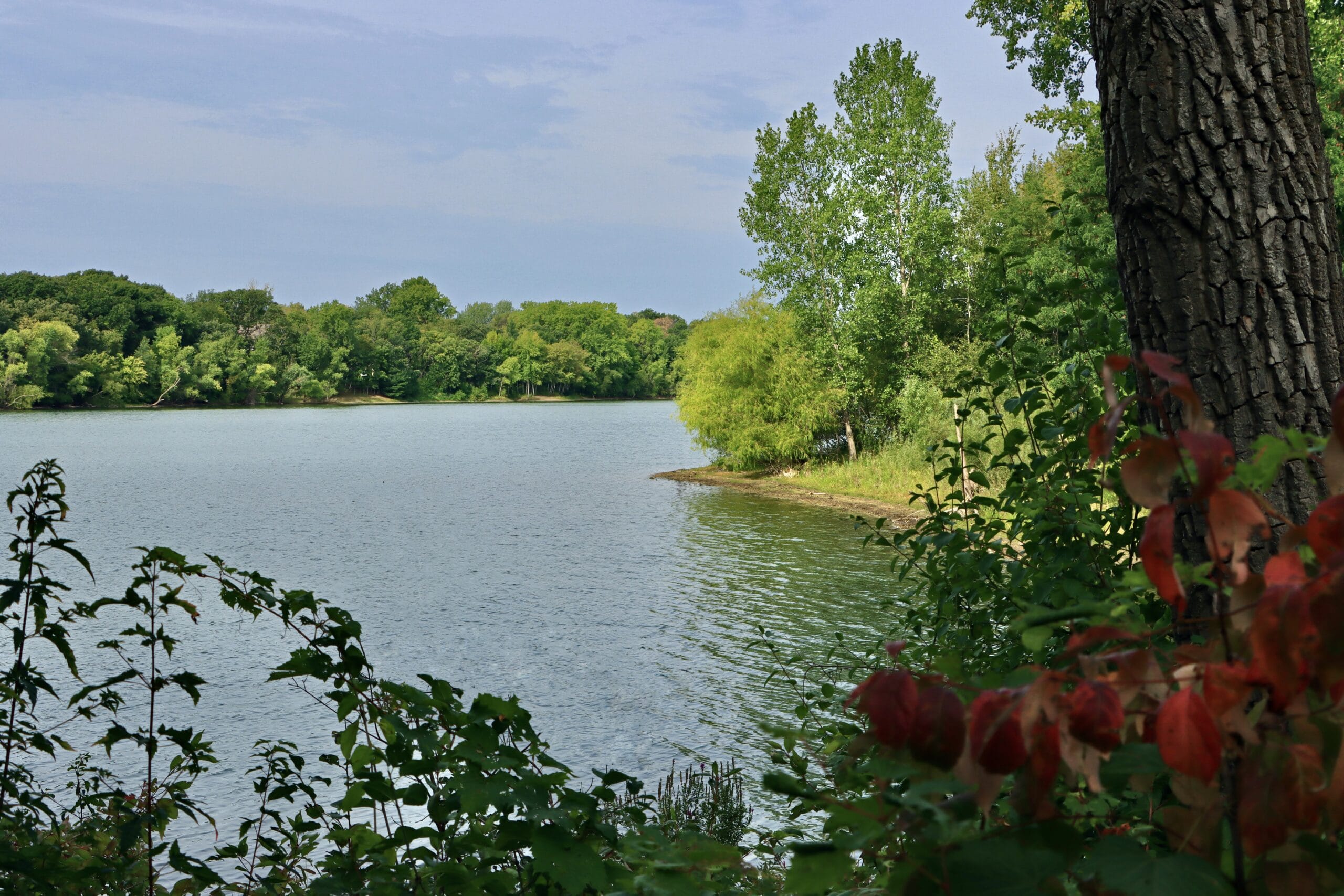Shoreline of Powers Lake in summer