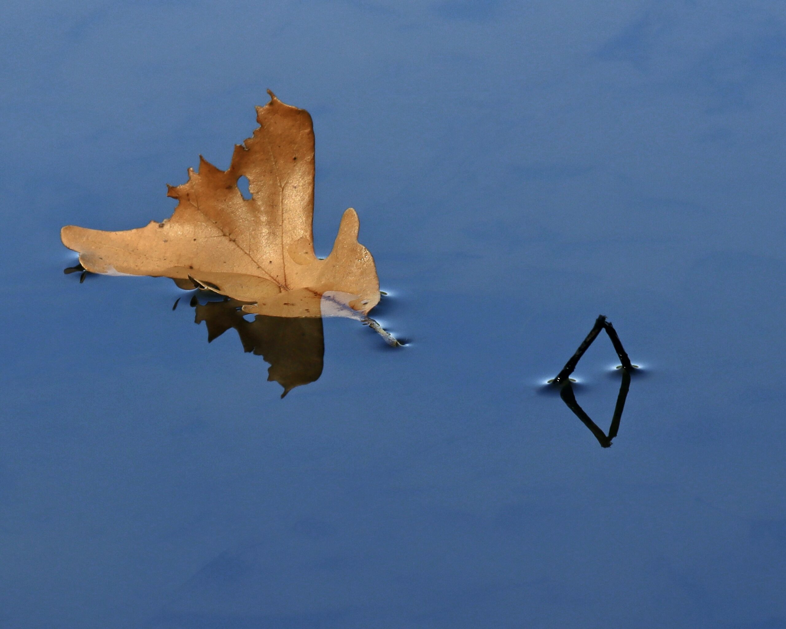 Dry brown leaf floating on the surface of water