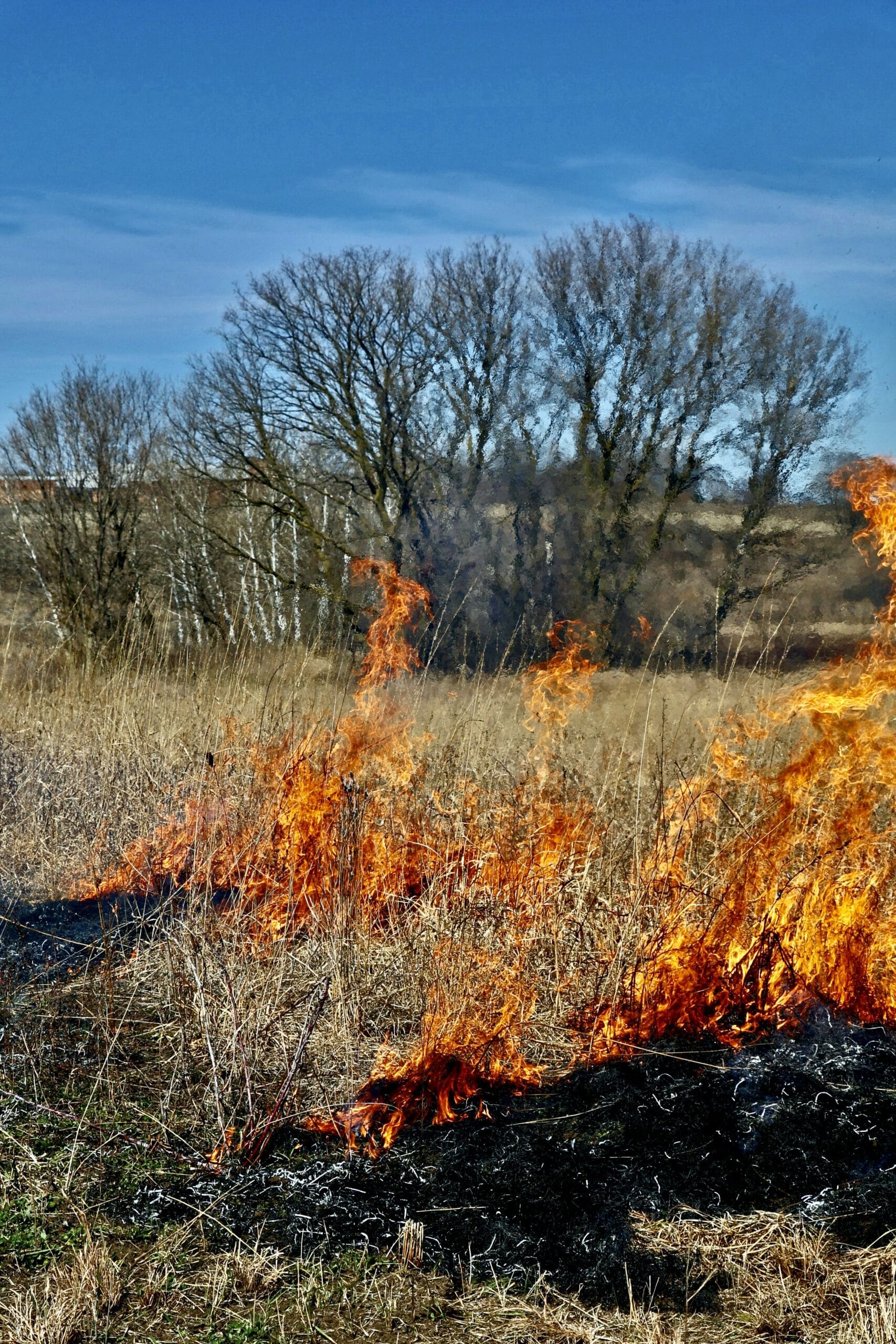 Flames from a prescribed burn on a dry grass field