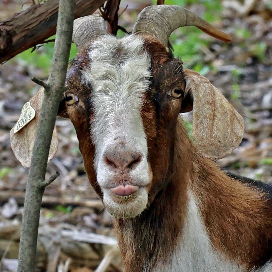 Face of a goat
