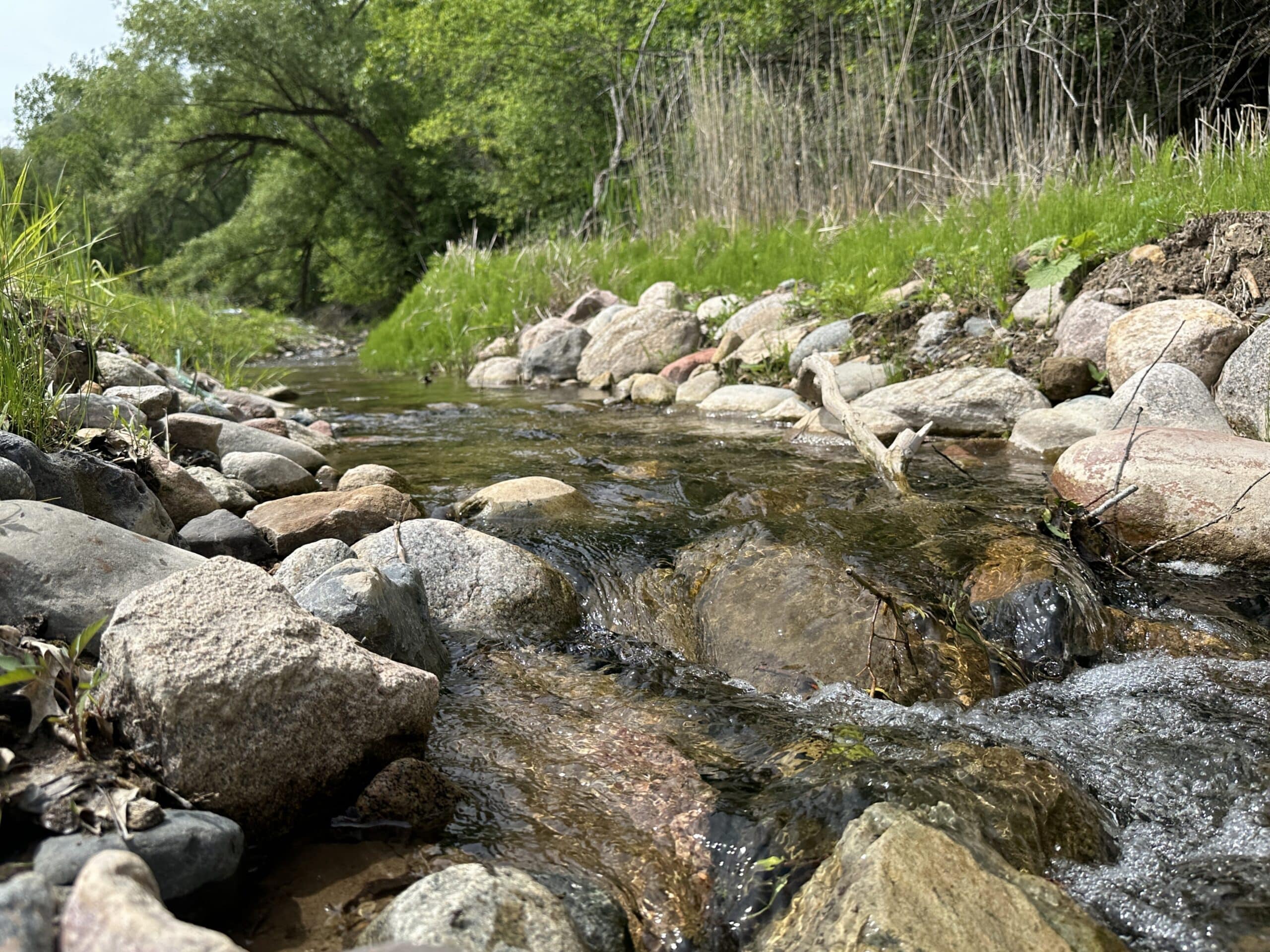 River flowing over lush stream