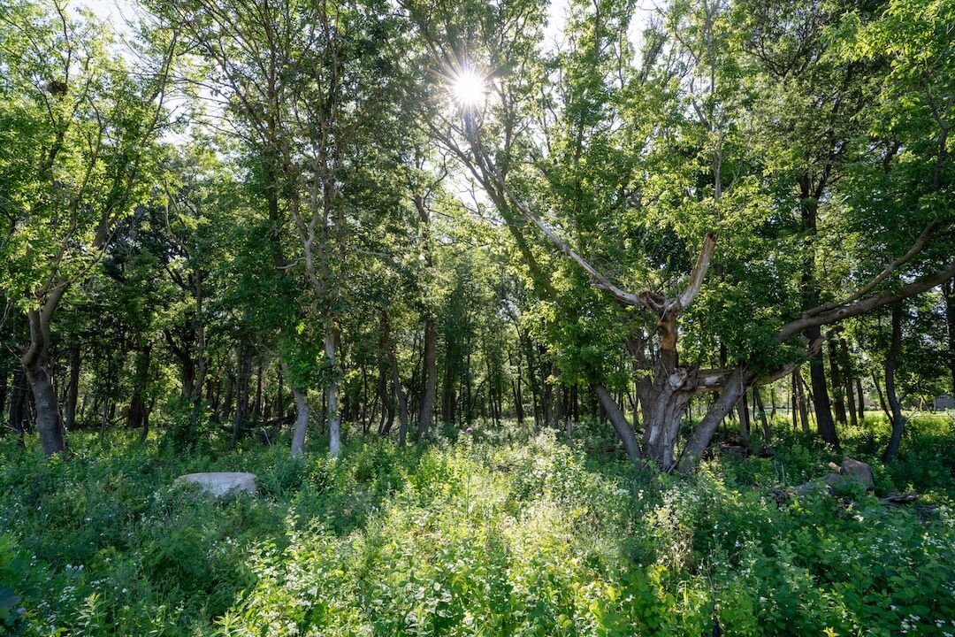 Expansive woods with sunlight streaming through