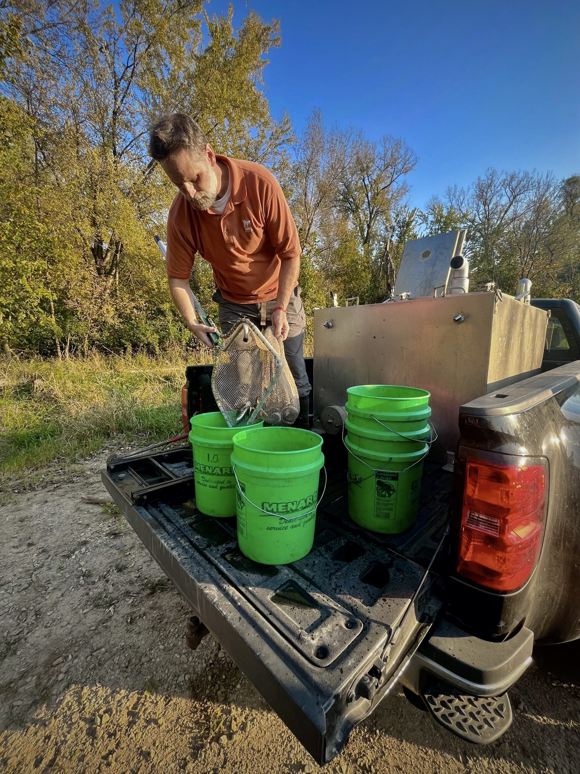 Adult man standing in the back of a pickup truck empties a net full of small trout fish into green 5-gallon buckets