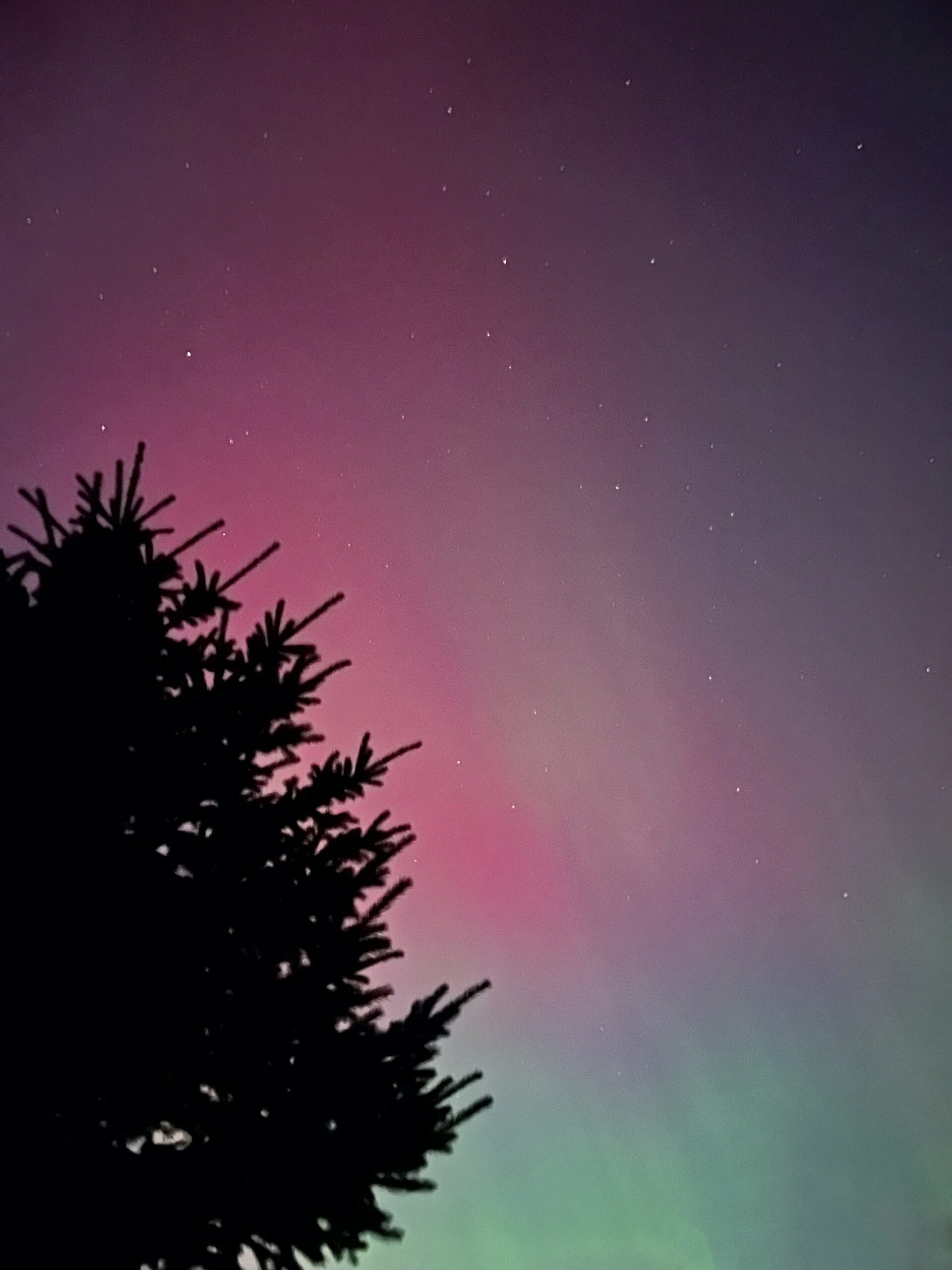 The silhouette of a pine tree against the northern lights