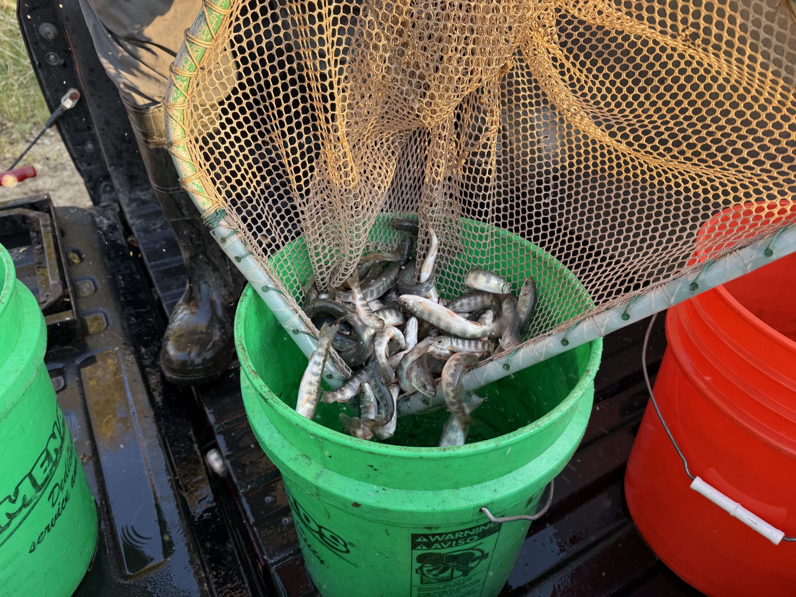 A net releasing small fish into a 5 gallon bucket