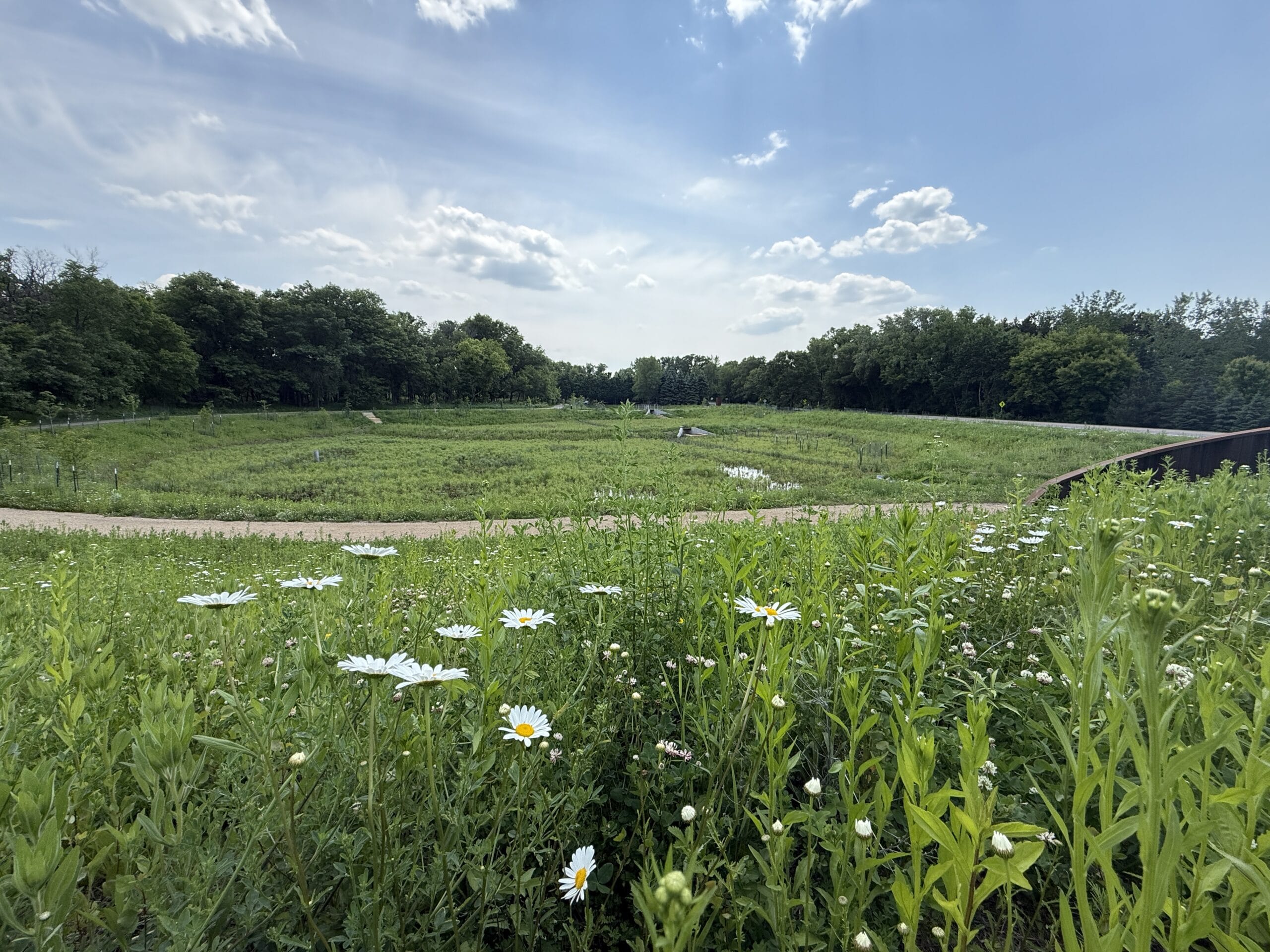 Hillside of flowers