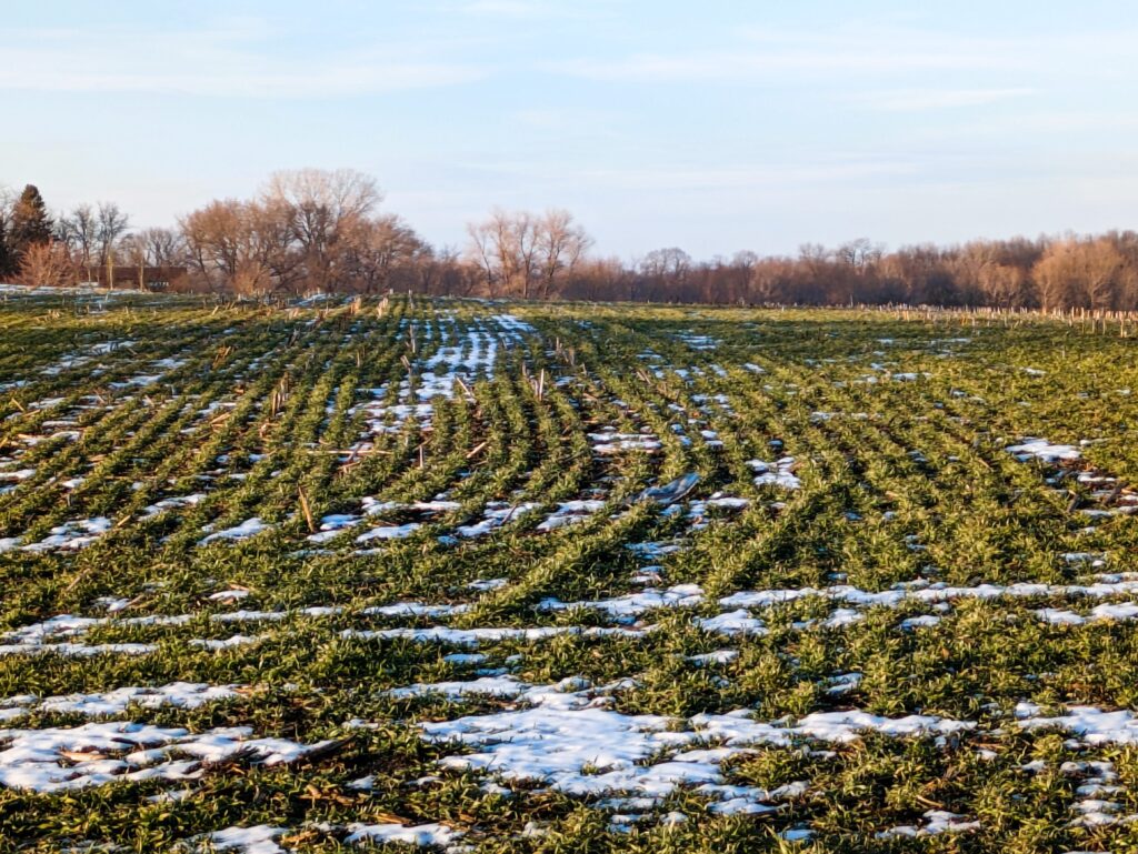 Cover crop on a field with some snow