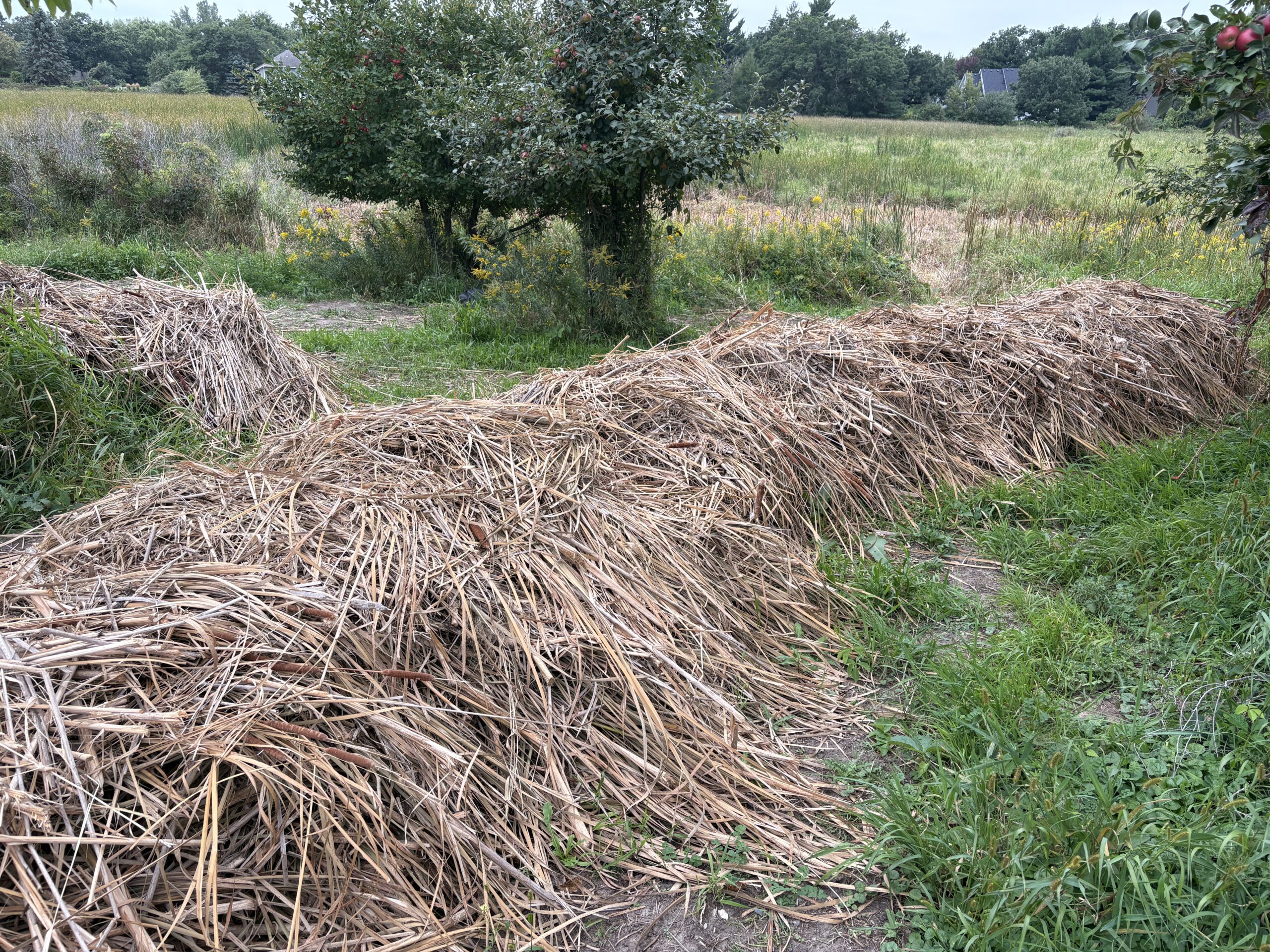 Project Thumbnail: Armstrong Lake Cattail Harvest