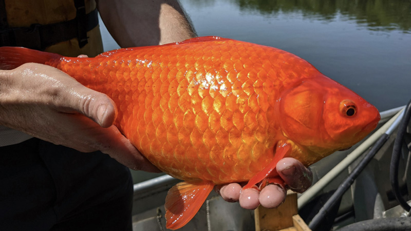 Hands holding large goldfish caught in the wild
