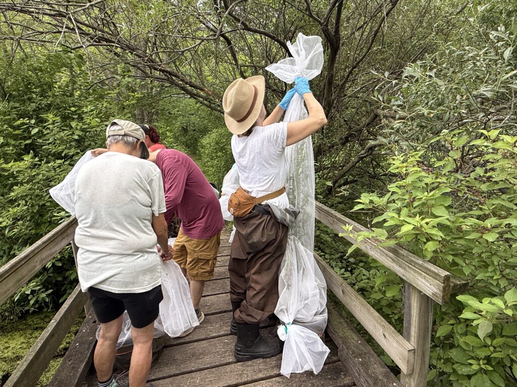 A person stands on a small boardwalk and unties a net encapsulating a purple loosestrife plant covered in beetles
