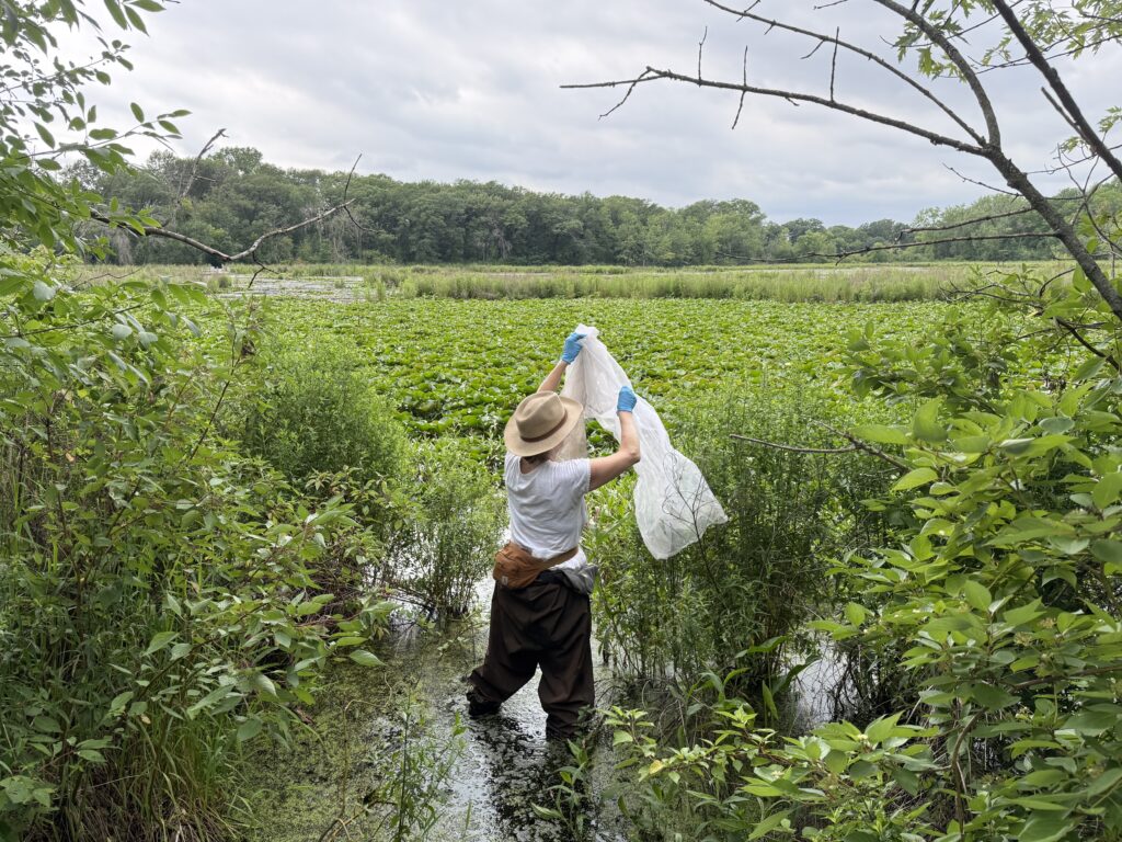 Person standing in knee deep water shakes a white net onto plants