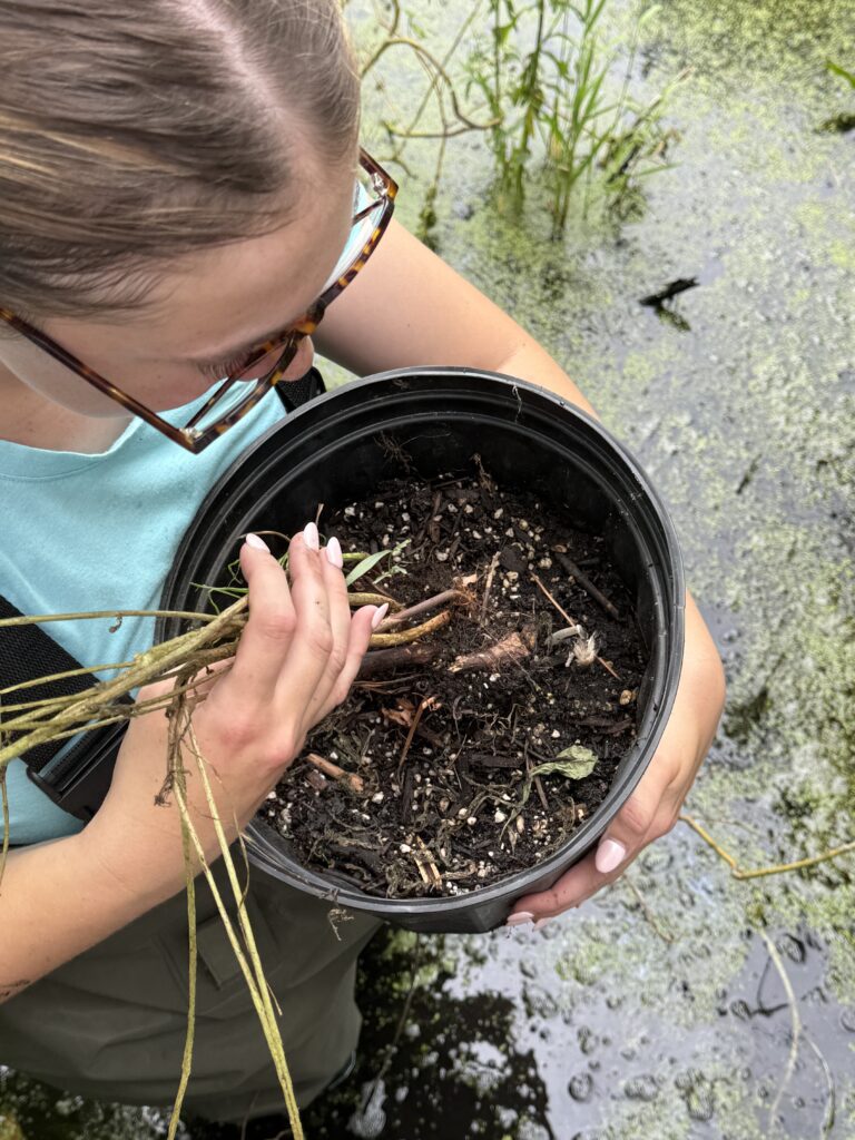 Person holding plant pot and looking into the pot at the soil