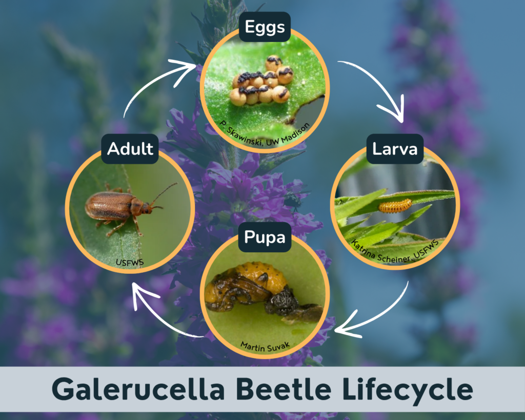 Graphic of the lifecycle of the Galerucella Beetle beginning with eggs, then larva, then pupa, then adult.