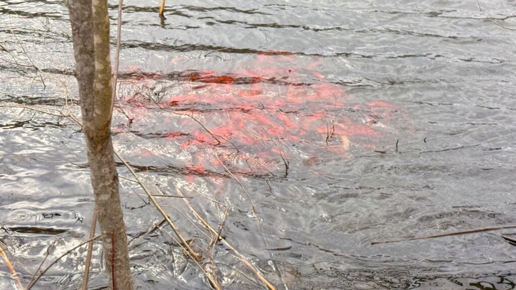 A school of invasive goldfish in a pond