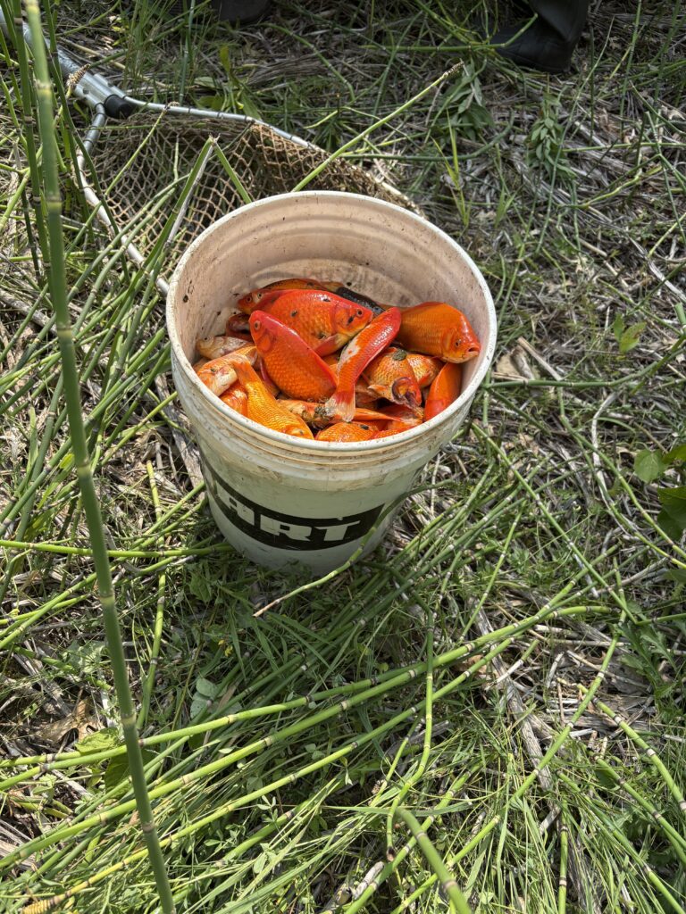 A five gallon bucket in the grass filled with large invasive goldfish