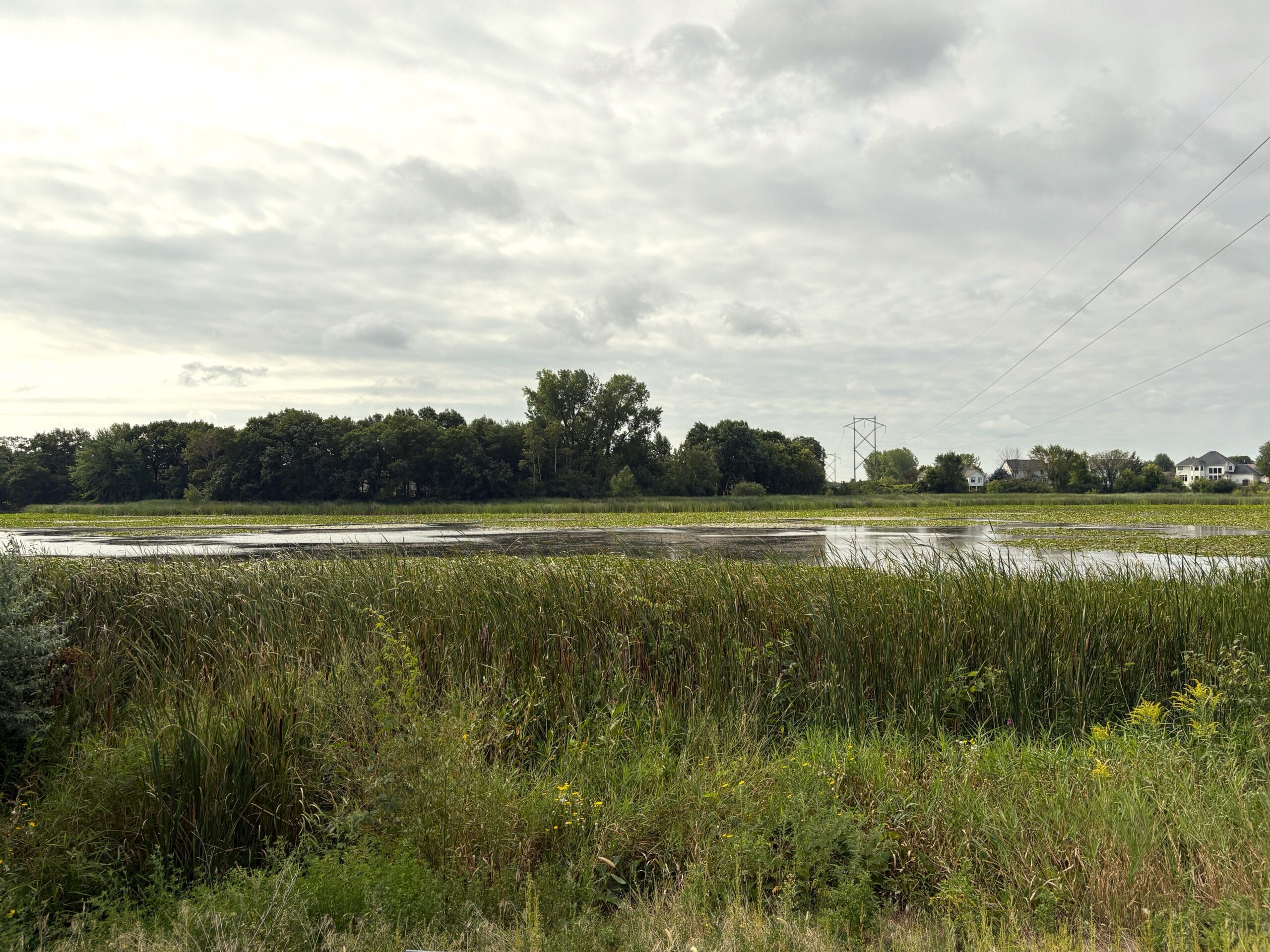 Lake with cattails