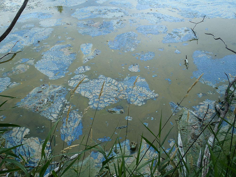 Green and blue oil slick like material floating on the surface of a pond