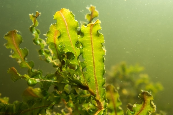 Aquatic plants underwater