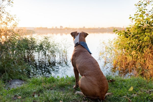 Dog looking over water