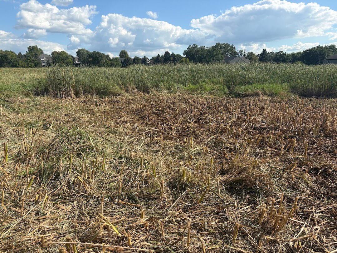 Wetland cattails cut above the water
