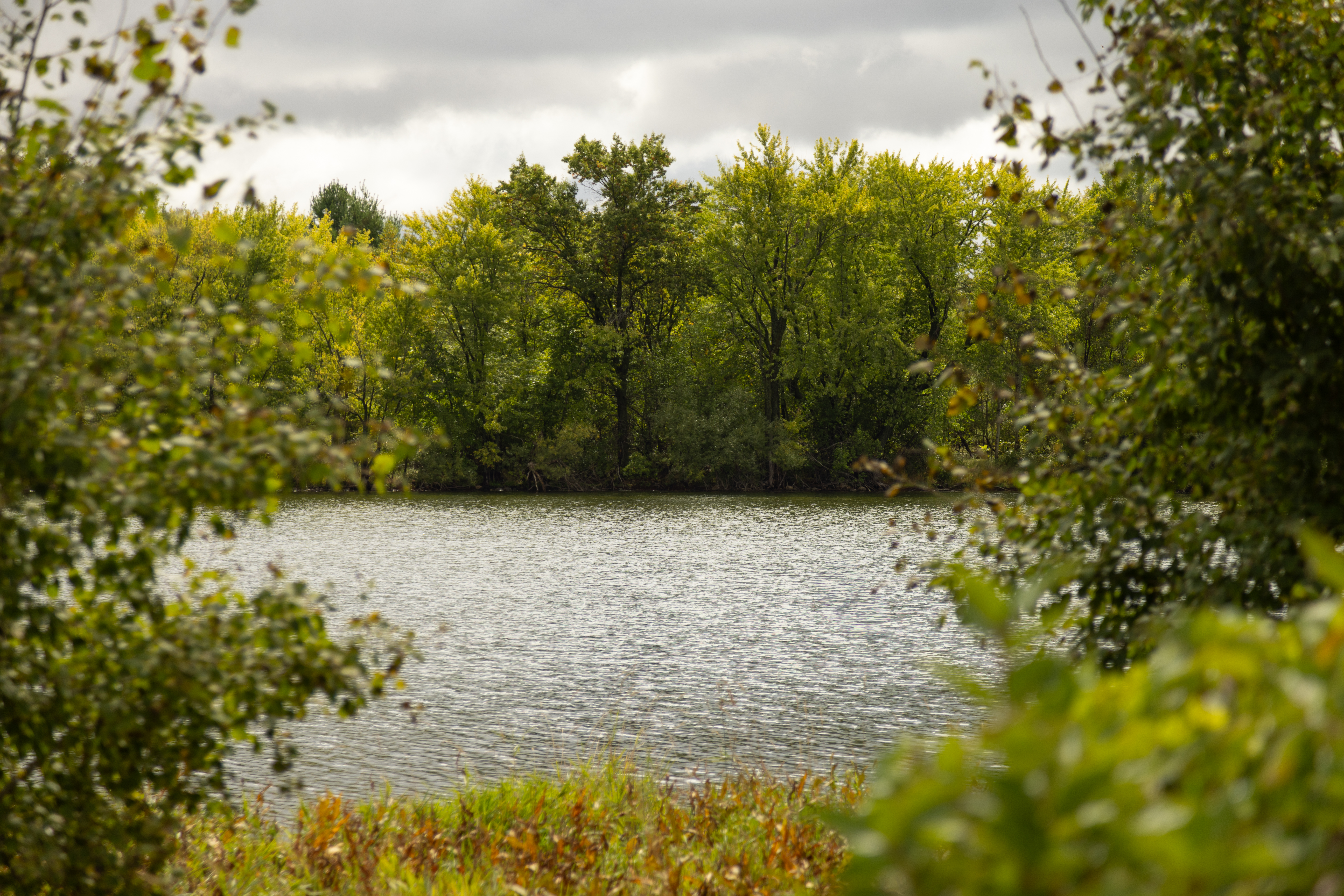 View of lake through trees