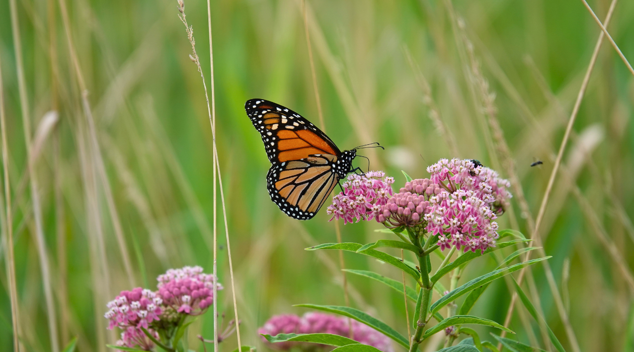 Monarch Butterfly on Milkweed