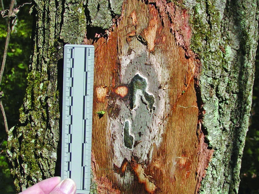 Tree truck with grey fungal growth