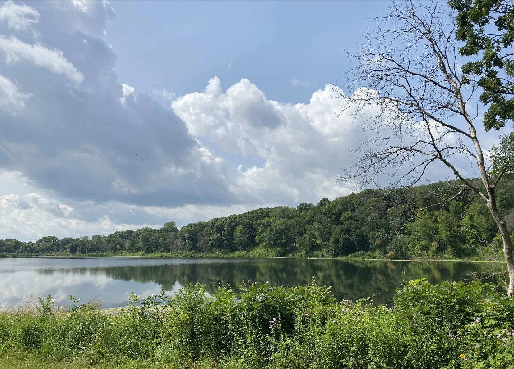 View of a lake with green trees surrounding