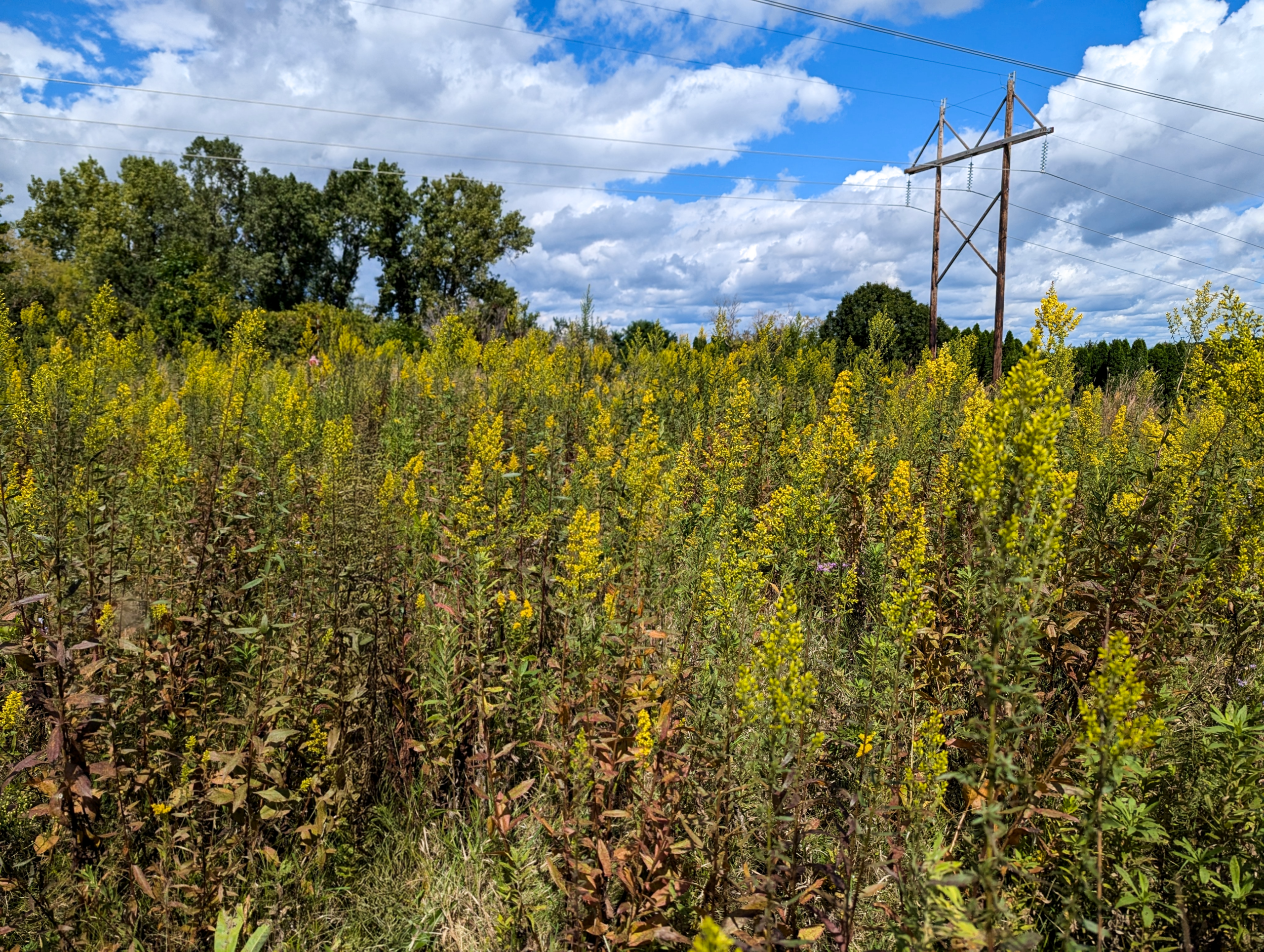 Field of goldenrod flower with utility pylon in the background