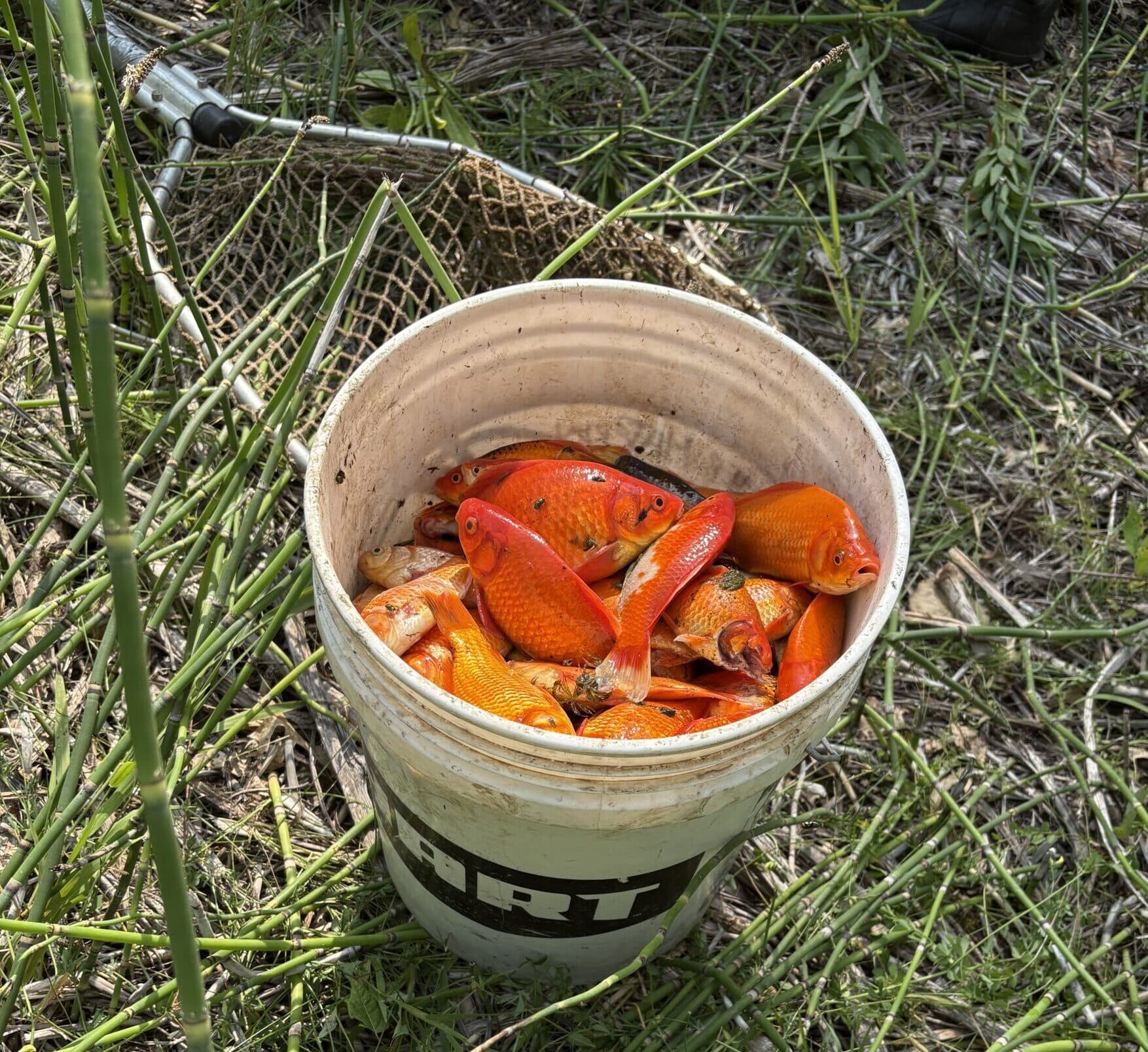 A five gallon bucket in the grass filled with large invasive goldfish