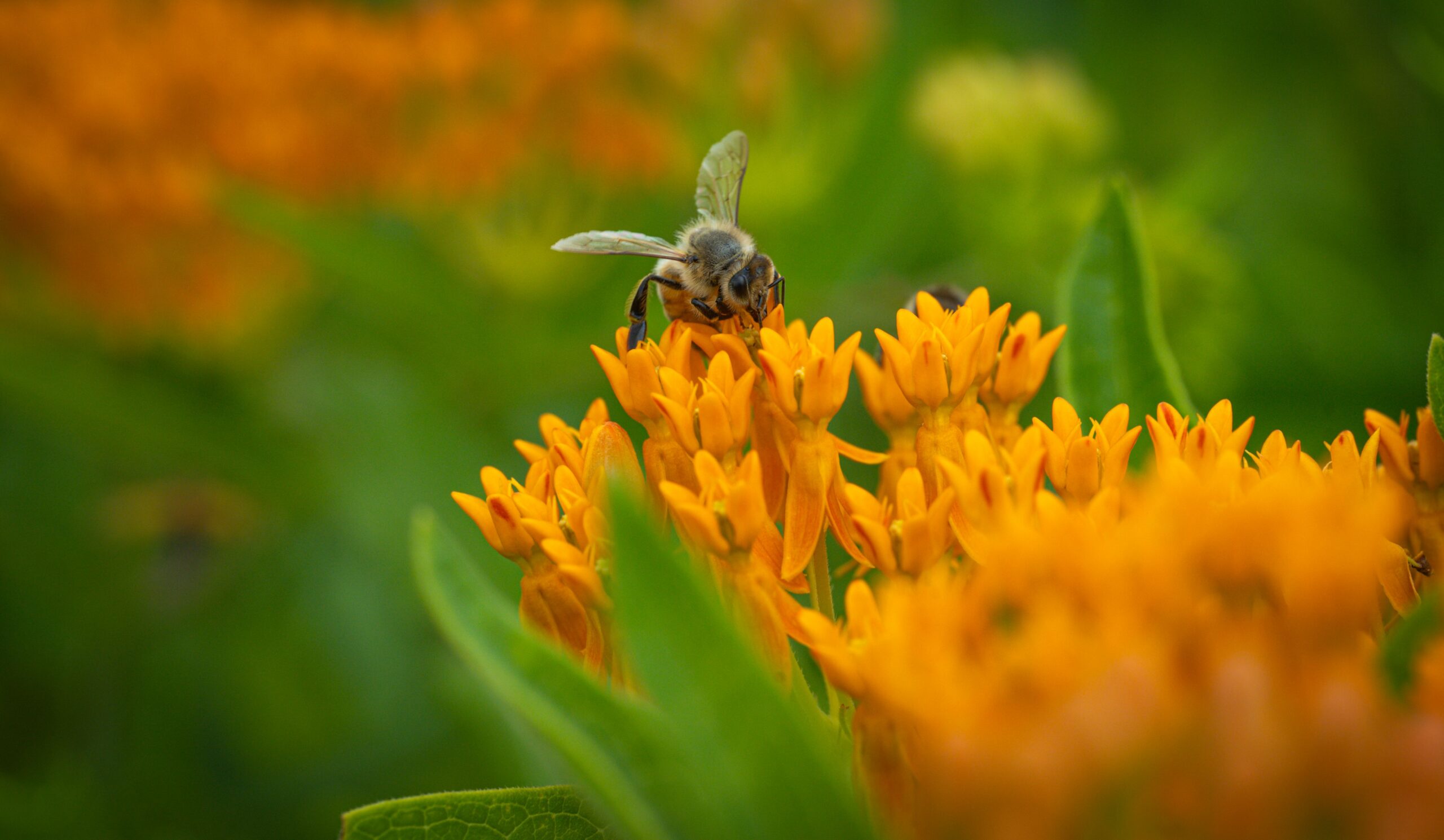 Bumblebee on Butterfly Weed